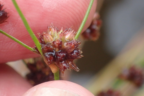 Image of Juncus oxycarpus by (c) Nicola van Berkel, some rights reserved (CC BY-SA)