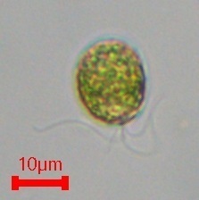 Representative image of Chlorodendrales