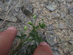 Cleome brachycarpa
