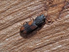 Bitoma crenata