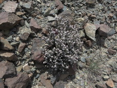 Desmidorchis arabica