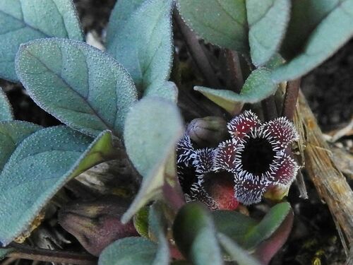 Ceropegia minor
