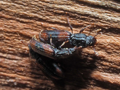 Bitoma crenata