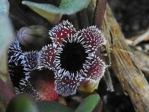 Ceropegia minor