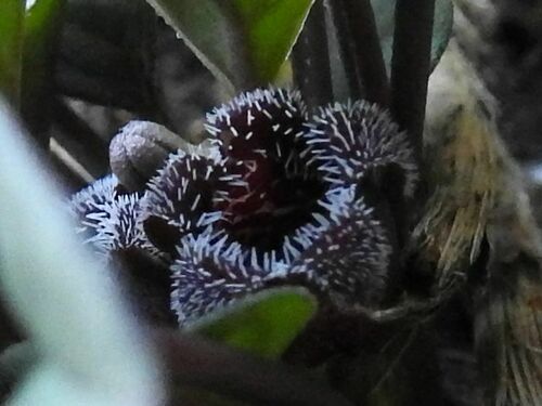 Ceropegia minor