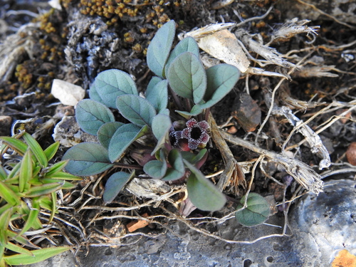 Ceropegia minor