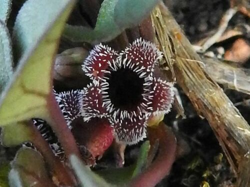 Ceropegia minor