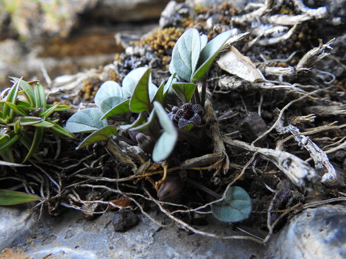 Ceropegia minor