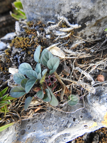 Ceropegia minor