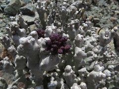 Desmidorchis arabica