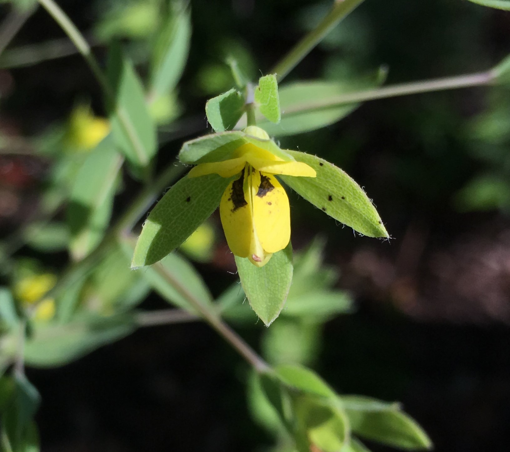 Baptisia calycosa