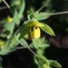 Florida Wild Indigo - Photo (c) Eric M Powell, some rights reserved (CC BY-NC), uploaded by Eric M Powell
