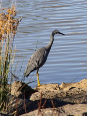 Egretta novaehollandiae