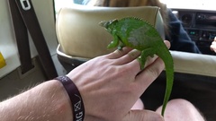 Kinyongia multituberculata