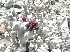 Desmidorchis arabica