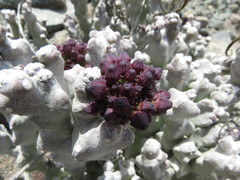 Desmidorchis arabica