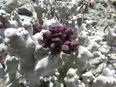 Desmidorchis arabica