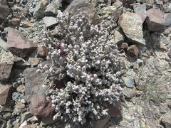 Desmidorchis arabica