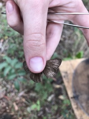 Paryphthimoides poltys