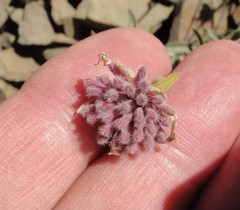 Monardella linoides sierrae
