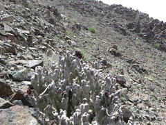 Desmidorchis arabica