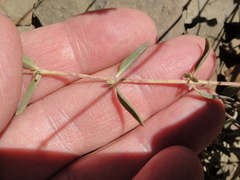 Monardella linoides sierrae