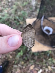 Paryphthimoides poltys