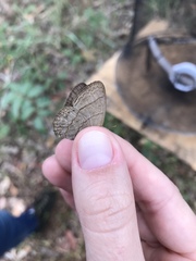 Paryphthimoides poltys