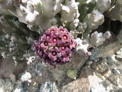 Desmidorchis arabica