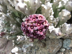 Desmidorchis arabica