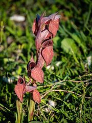 Bilamellaria