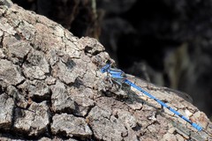 Argia lacrimans