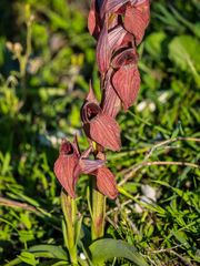 Bilamellaria