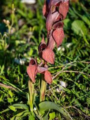 Bilamellaria