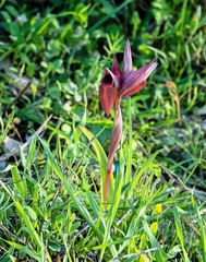 Bilamellaria