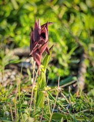 Bilamellaria