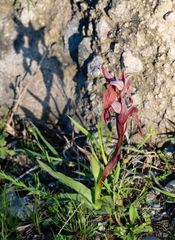 Bilamellaria