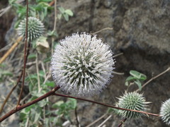 Echinops erinaceus