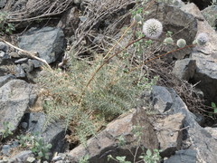 Echinops erinaceus