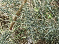 Echinops erinaceus