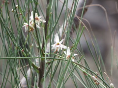 Moringa peregrina