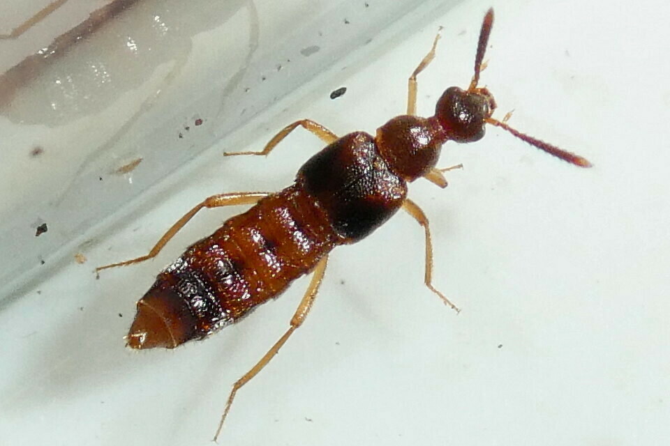 Bolitochara lucida