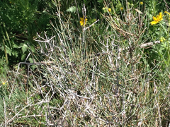 Ephedra torreyana