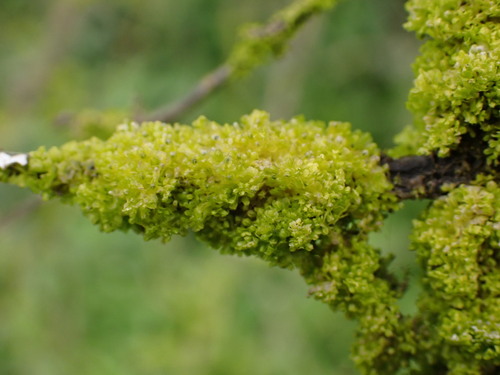 Siphonolejeunea