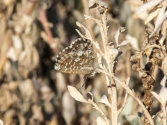 Theclinesthes serpentata