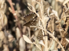 Theclinesthes serpentata