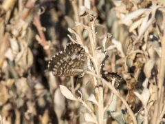 Theclinesthes serpentata