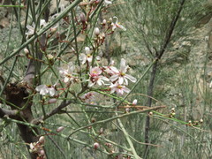 Moringa peregrina