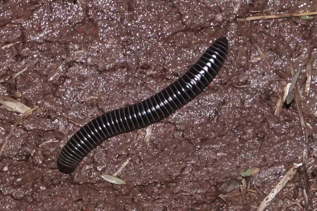 Anadenobolus politus