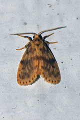 Miltochrista floccosa